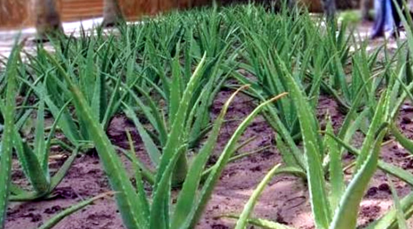 Farmers trend towards medicinal crops
