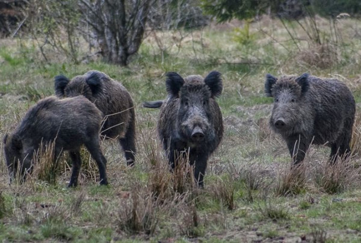 Italian wild boars eats cocaine worth over Rs 15 lakh