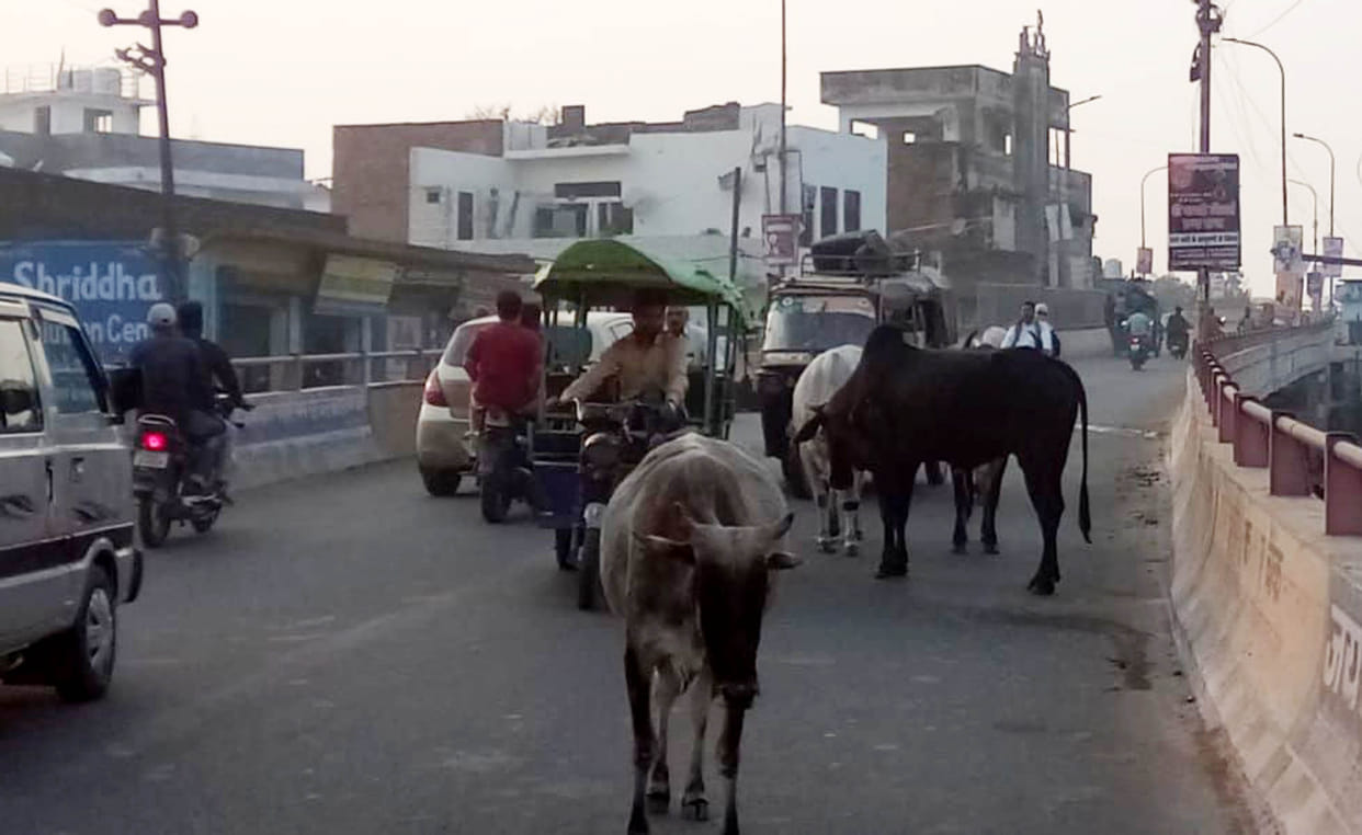Kanji House deserted, Anna animals on the streets