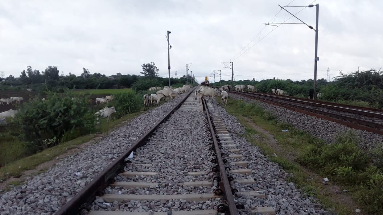 Anna cattle are stopping the speed of trains