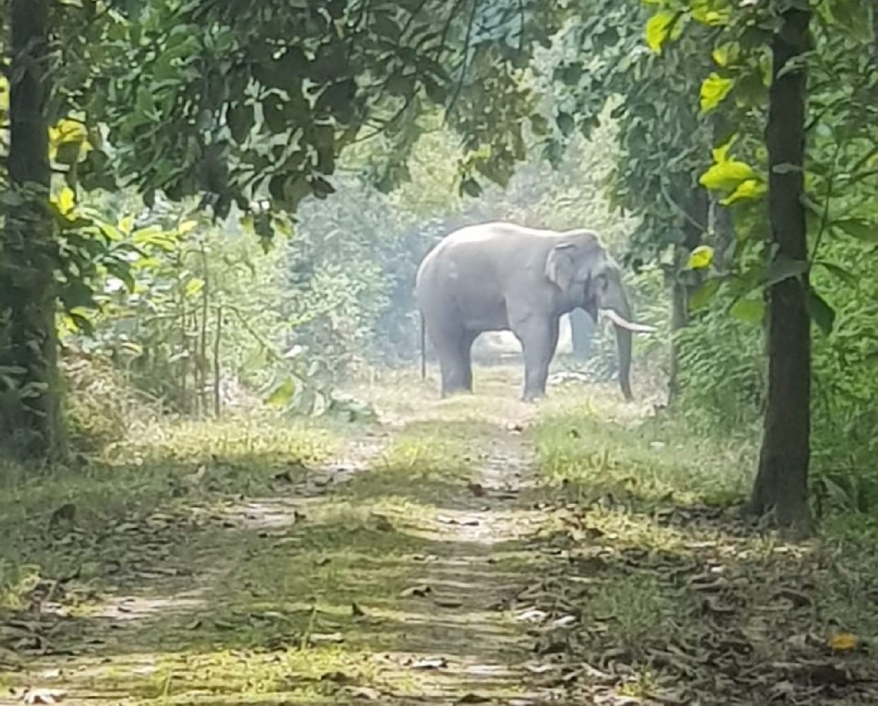 The elephant was kept for four hours on Katarnia tied