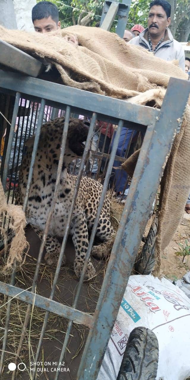 Leopard killed six year old boy in pithoragarh leopard catch by forest team