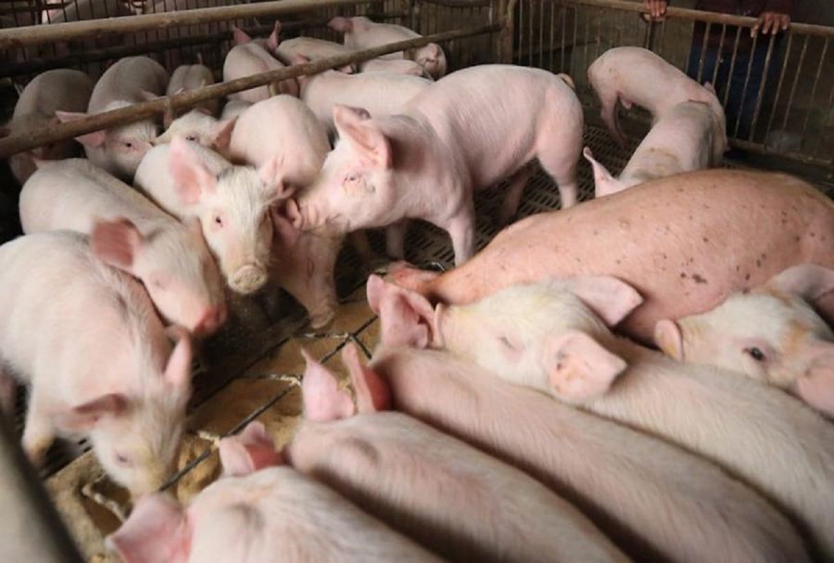 Orders to kill pigs affected by African swine flu in Punjab