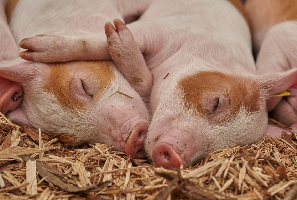 117 pigs have died due to ASF in 4 districts of Meghalaya