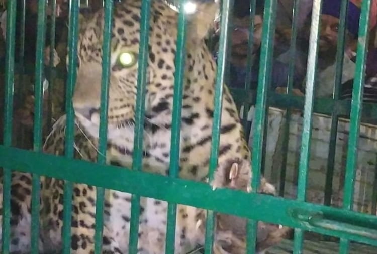 Leopard caught from a house in Ropar of Punjab