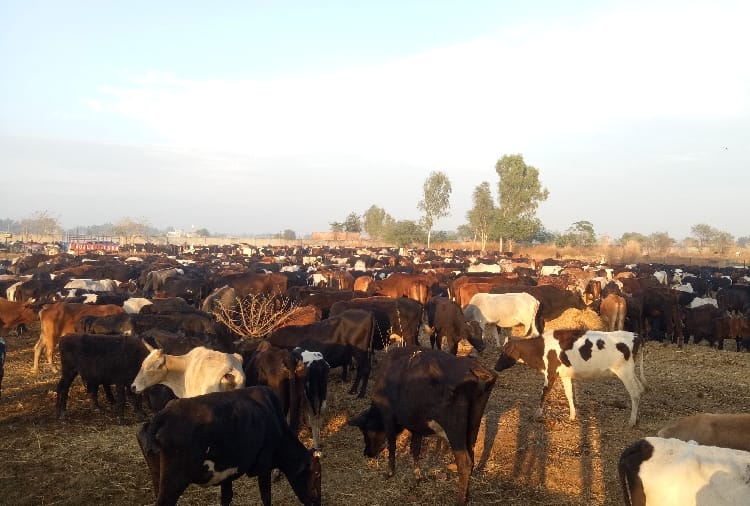 550th Prakash Parv: Sultanpur Lodhi, kapurthala, administration