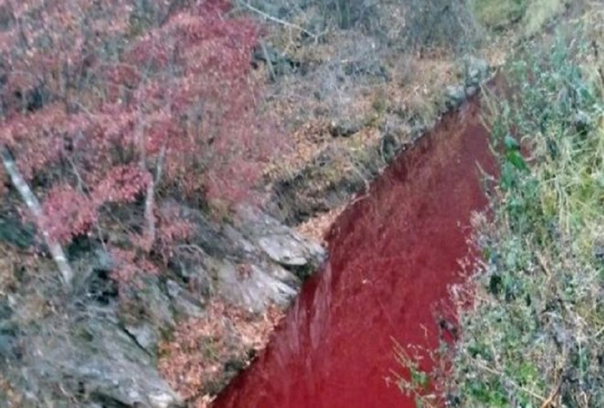 South Korean river became red with blood swine fever