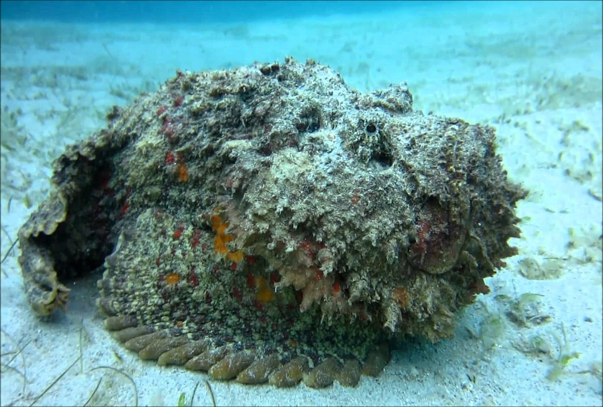 world most venomous fish which one drop poison destroy entire city