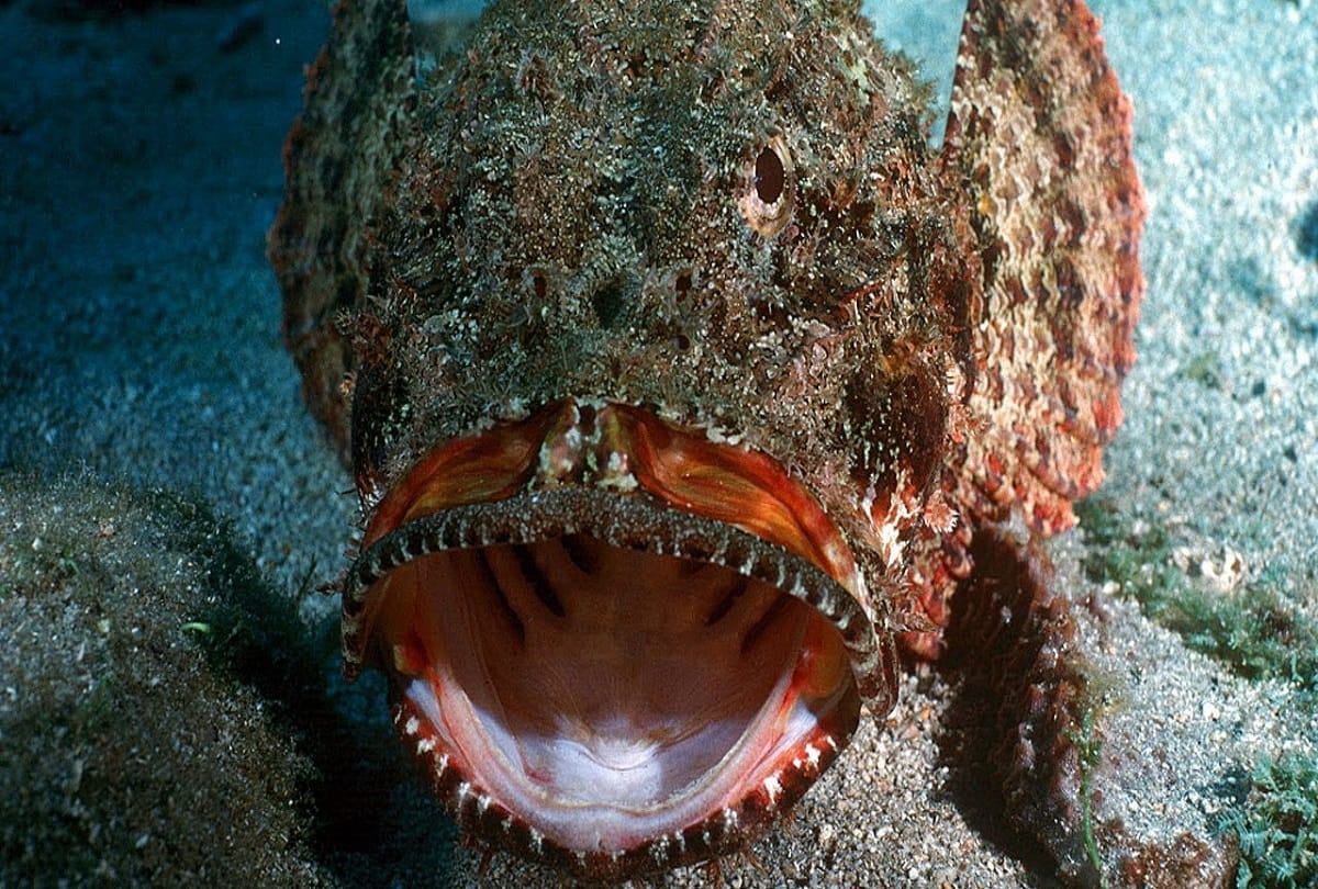 world most venomous fish which one drop poison destroy entire city