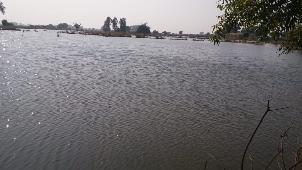 Hundred bigha crop submerged due to drain overflow