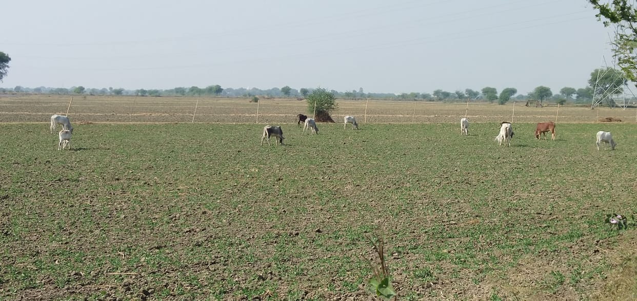 Anna cattle ruined twenty bigha crop