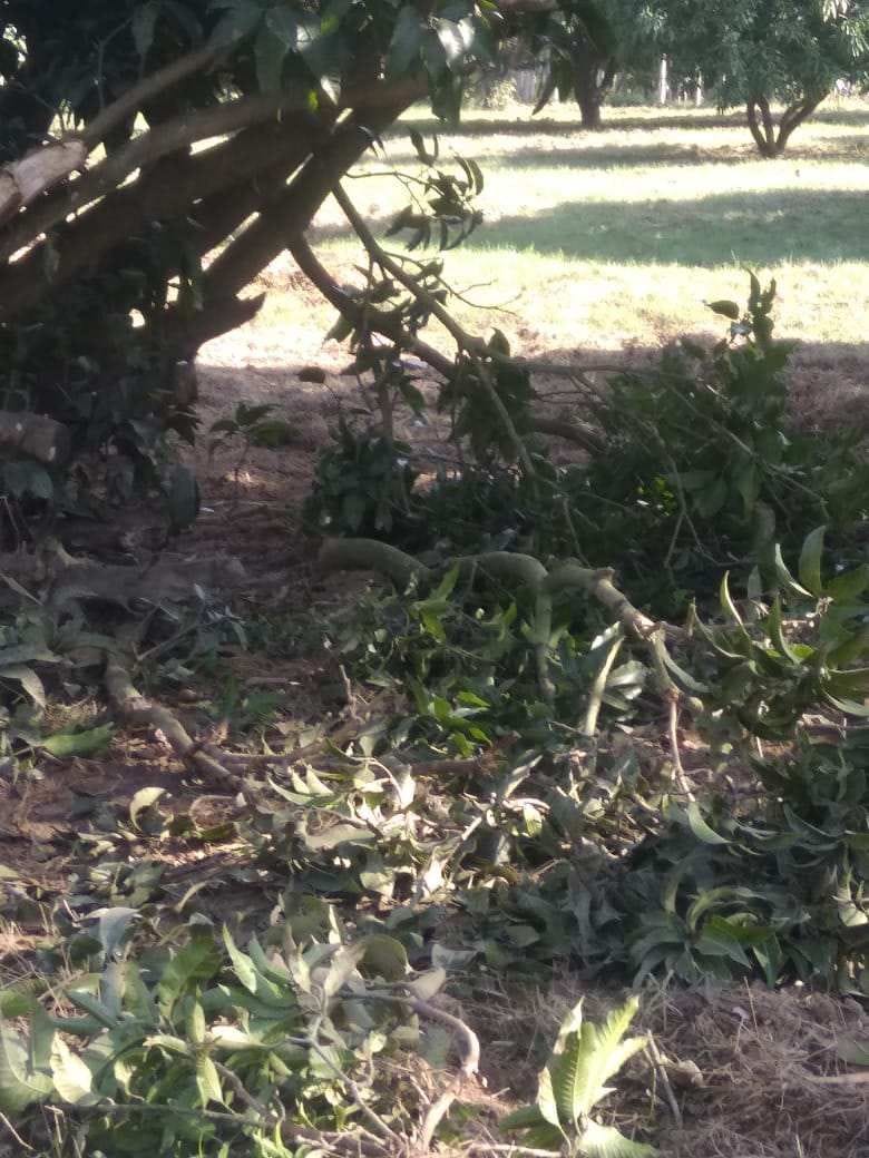 elephants ruined the crop