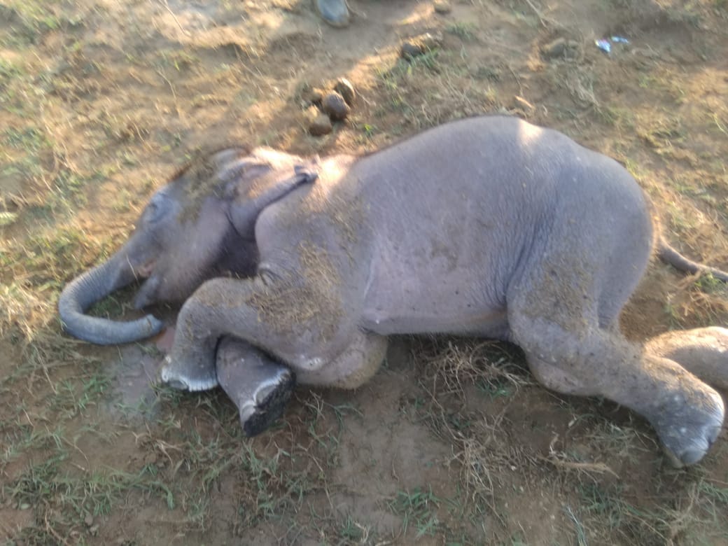 Elephant's calf dies due to drowning in water in sonbhadra