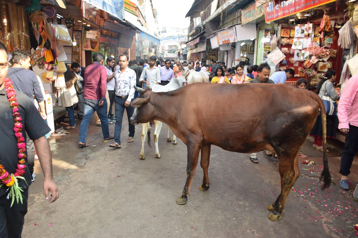 aavaara pashu