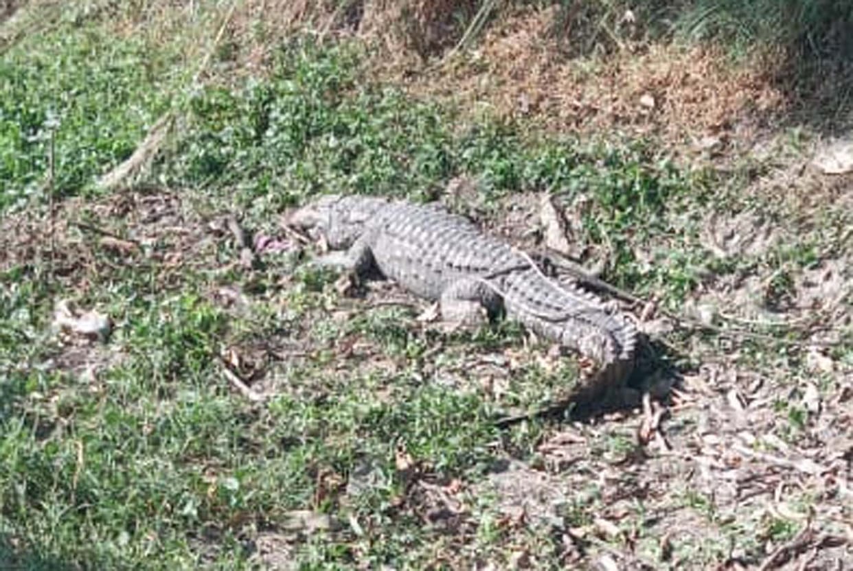 crocodile accident