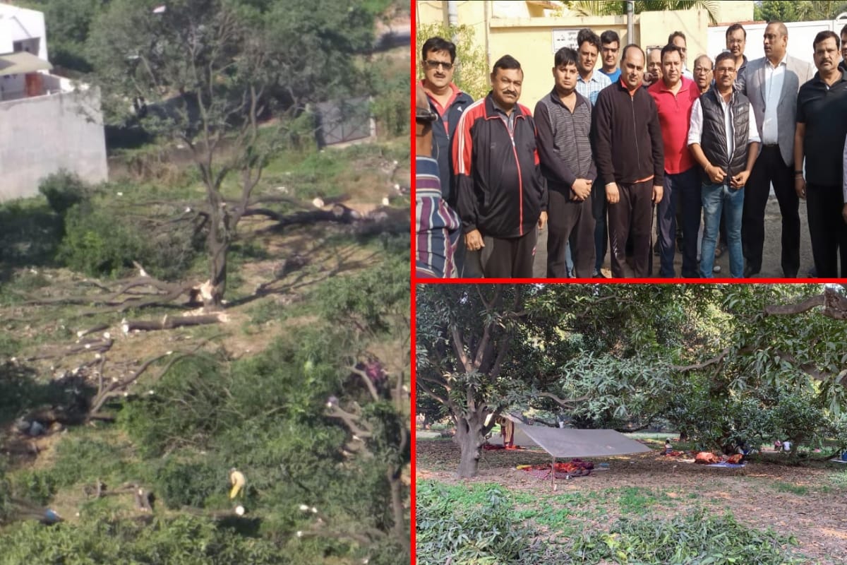 dozen of green trees in a colony cut down in a few hours in Meerut