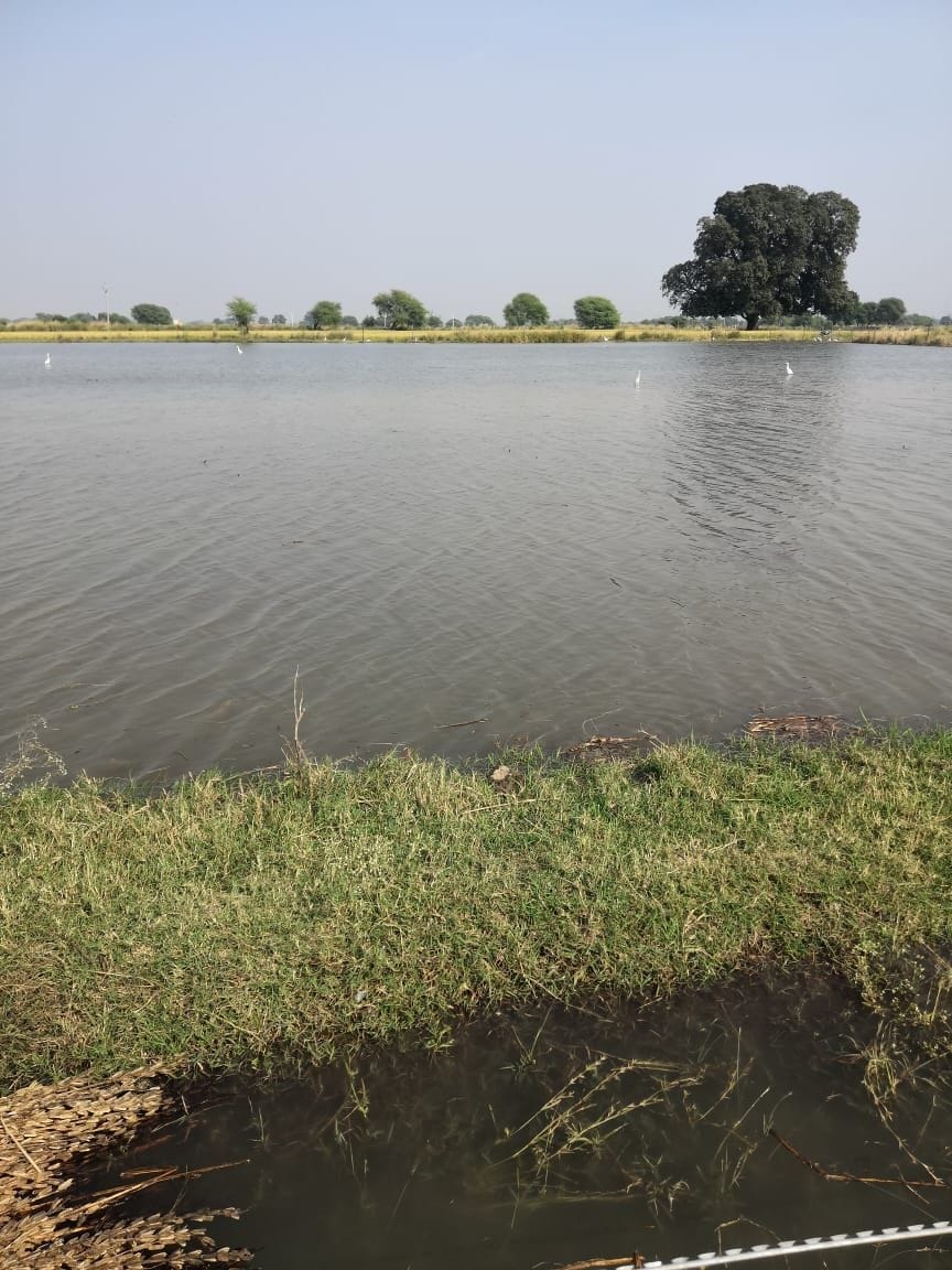 Hundred Bigha crop destroyed due to overflowing Rajabha
