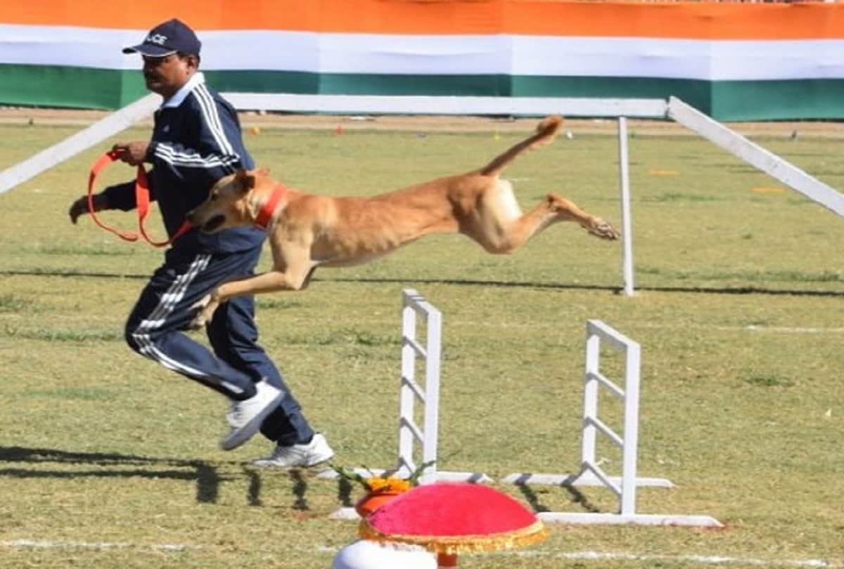 uttarakhand police recruits street indian dog breed as part of squad dog