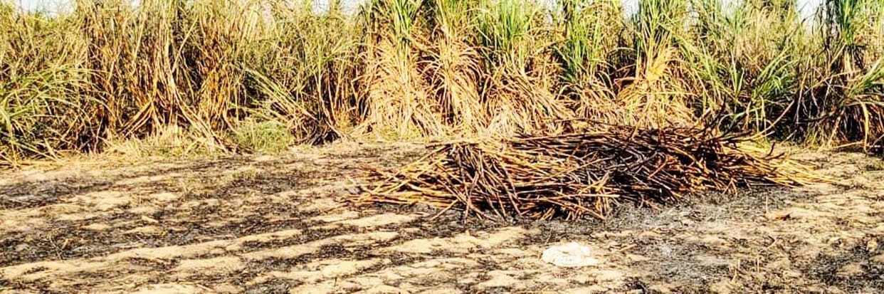 ten begha sugercane fasal fired in the sparking of ht line