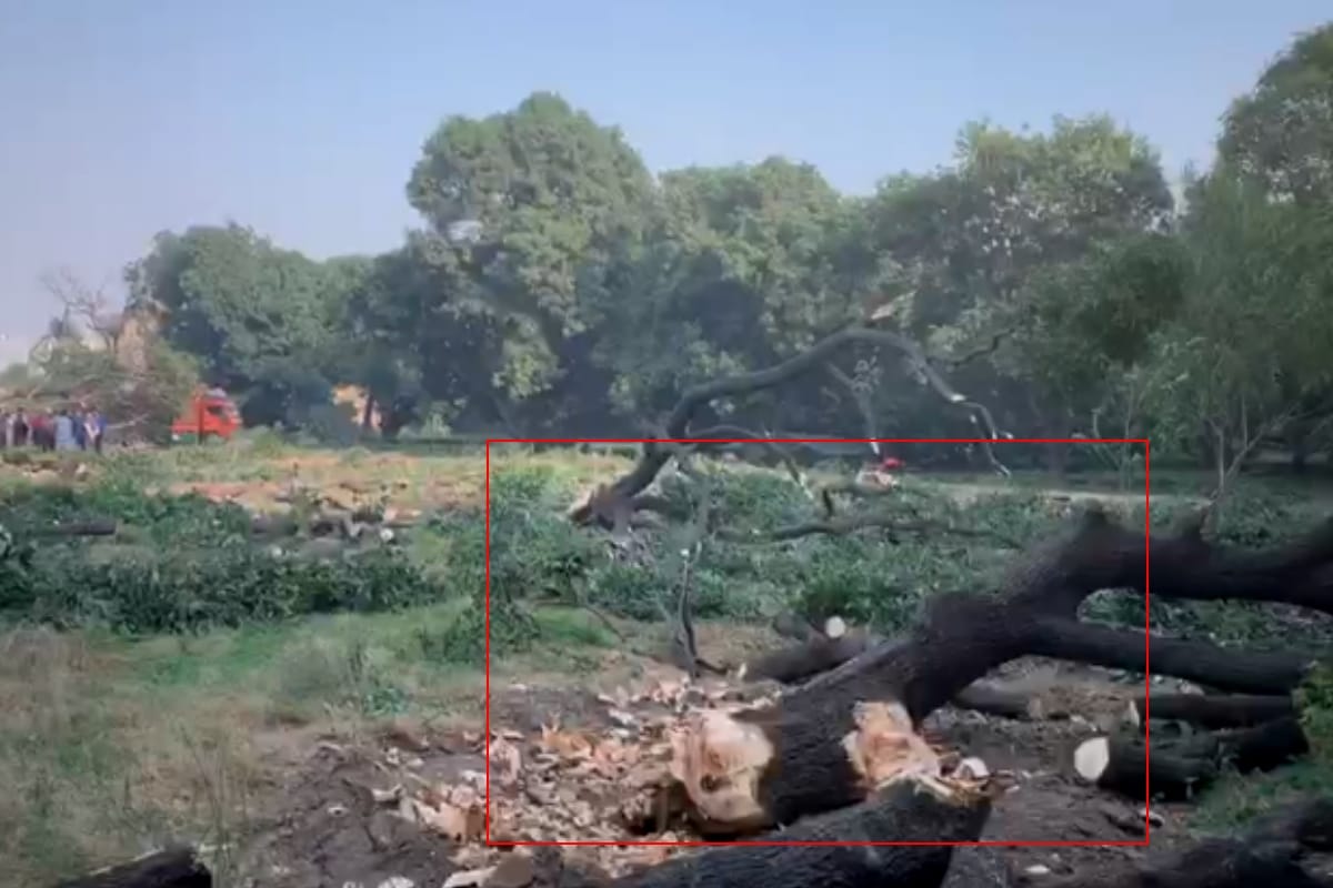 pollution level Increasing in country but more than fifty of green trees cut down in Meerut city