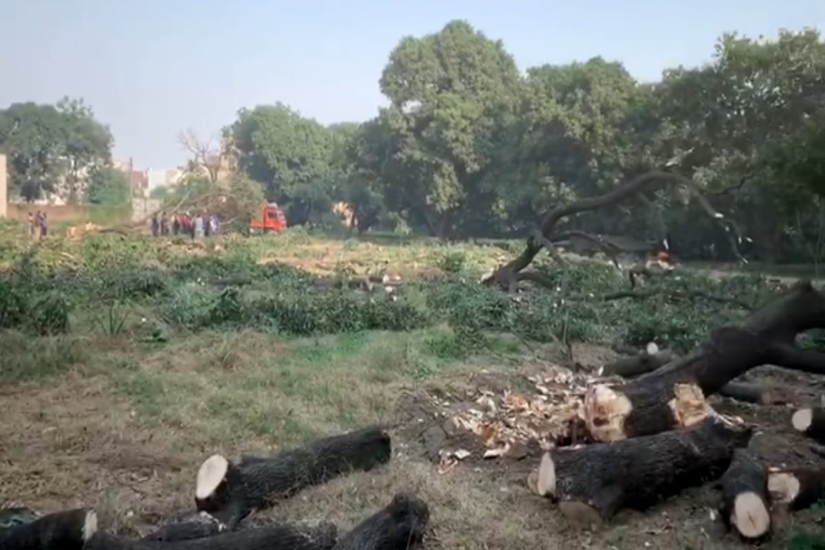 eight hundred very costly trees cut down in uttarakhand, investigation report can submit today