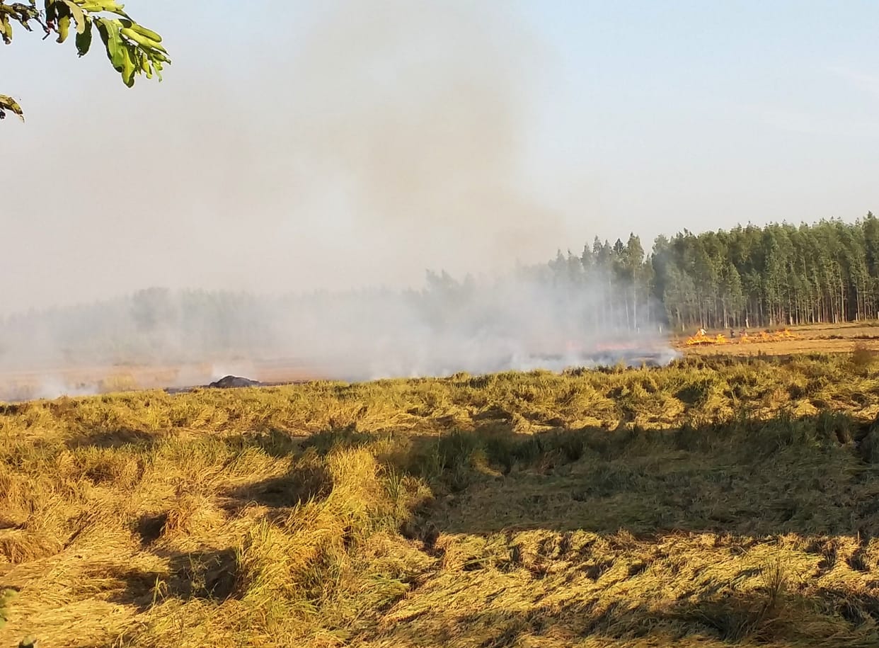 Stubble burnt even after FIR, effects health and environment