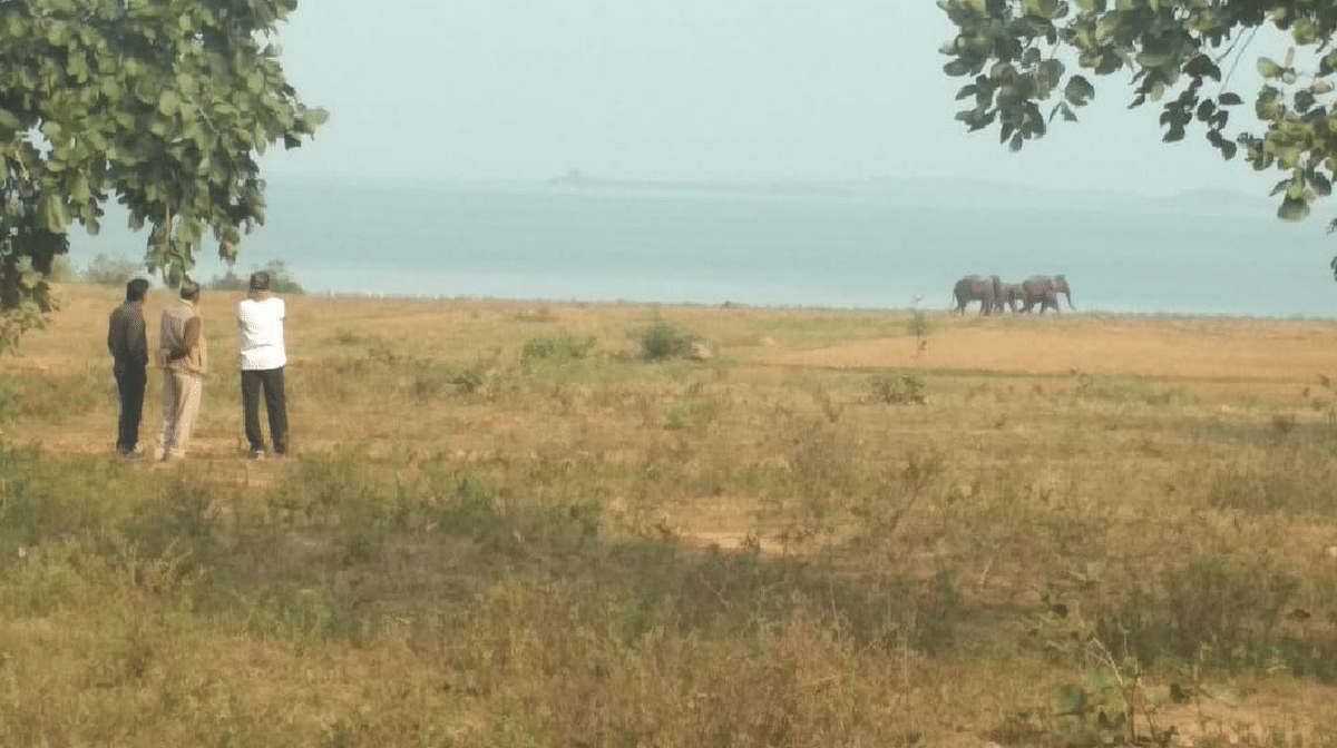 Elephants created uproar come for search dead body of elephant child in rihand dam sonbhadra