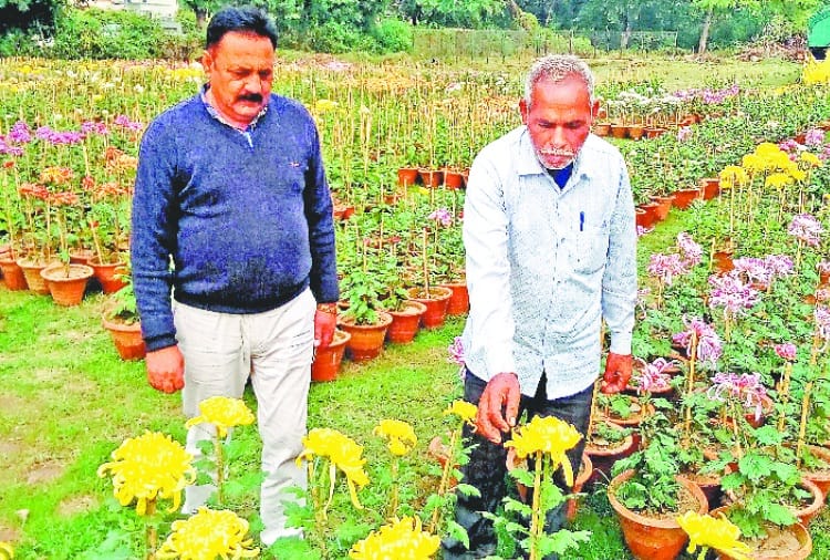 33th guldaudi show in terraced garden chandigarh
