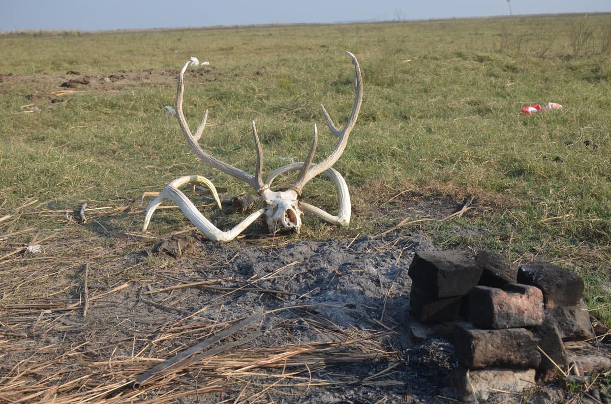 Wildlife occupy the land of Hastinapur Century