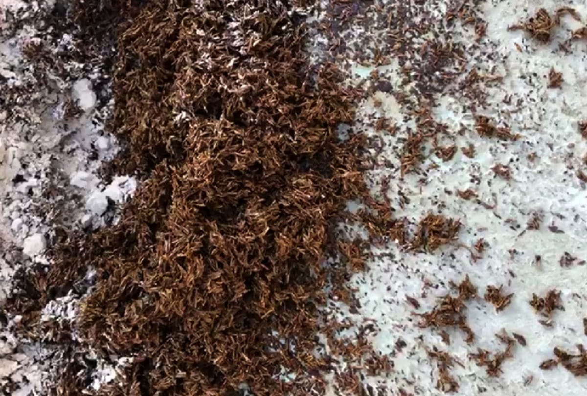 delhi accused of cumin making with broom crush reveals making fennel with distemper