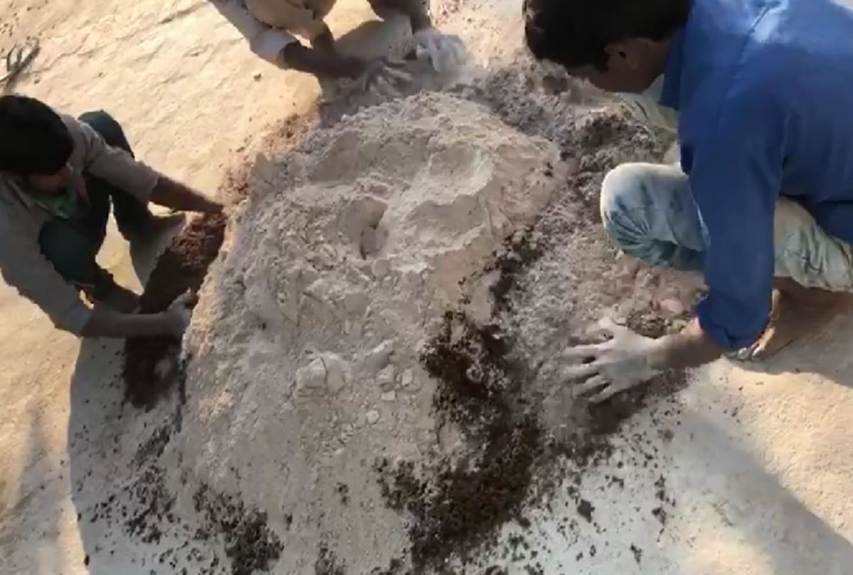 fake cumin making factory busted they use broom crush and jaggery to make read full story