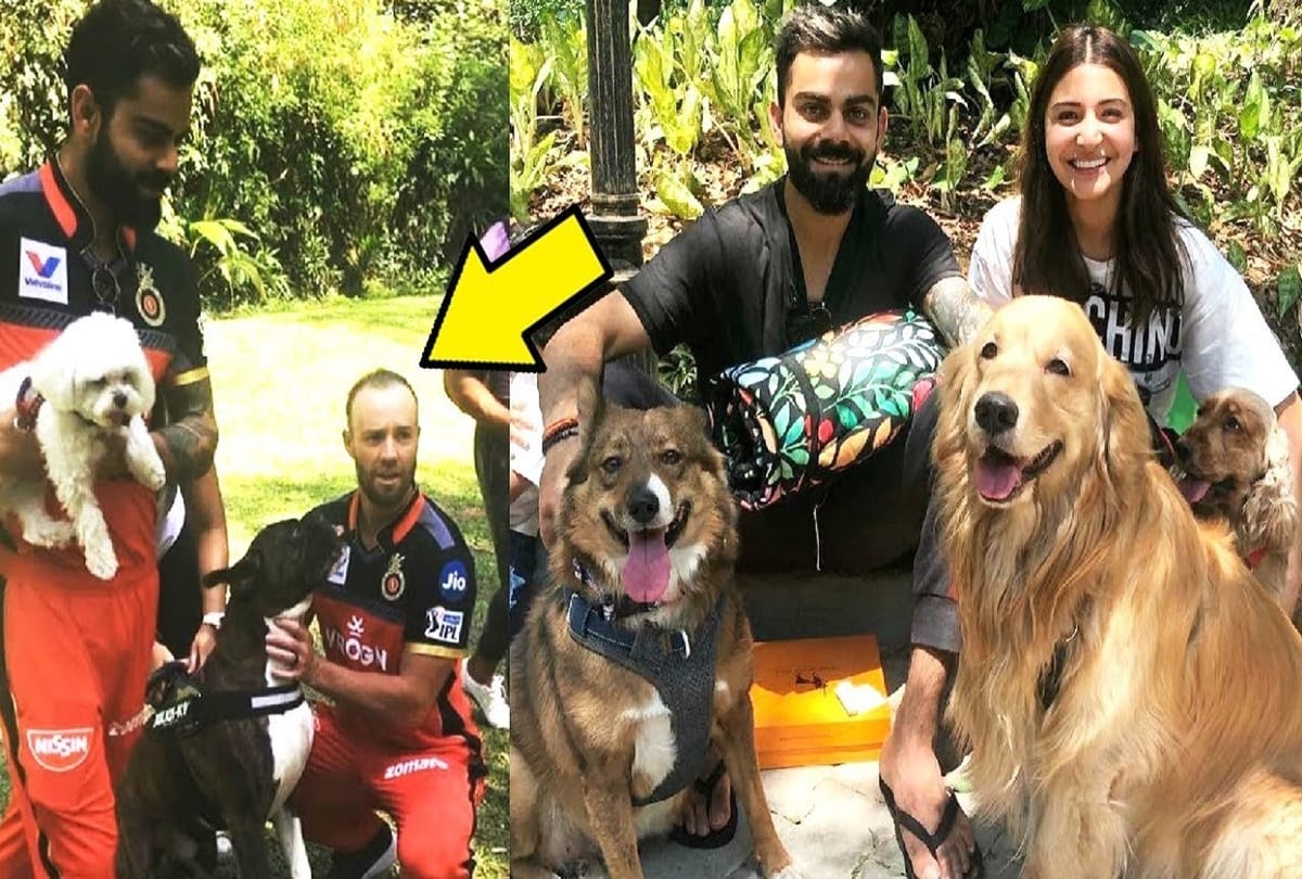 Virat Kohli named PETA Indias 2019 Person of the Year