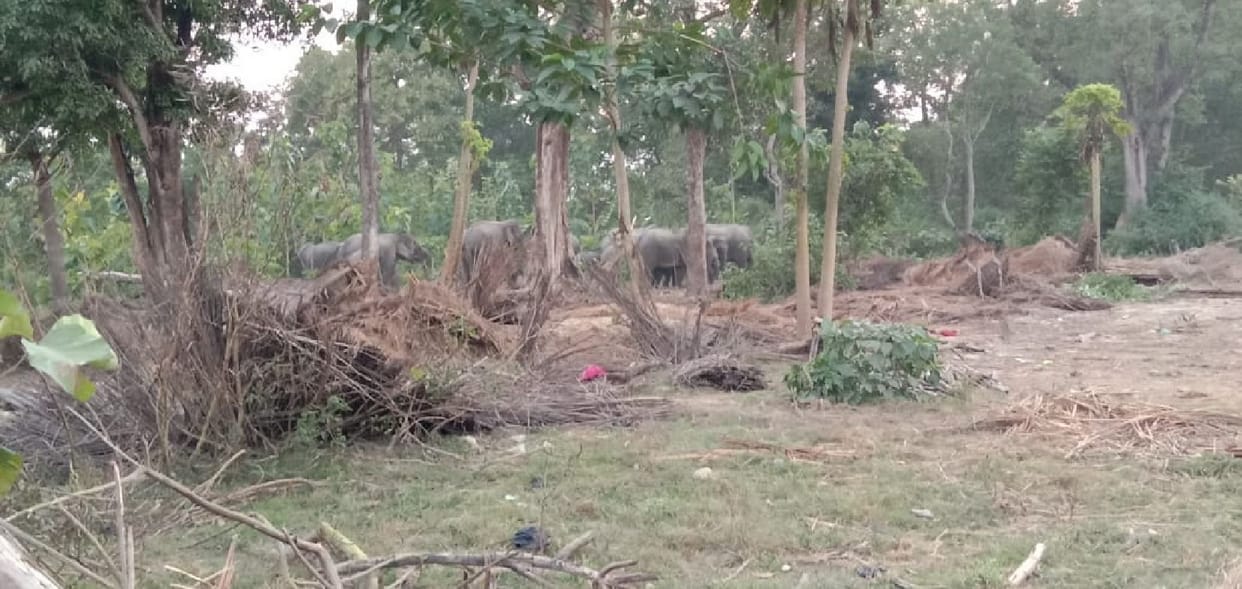 Elephants demolish two houses, trample 20 bigha crop