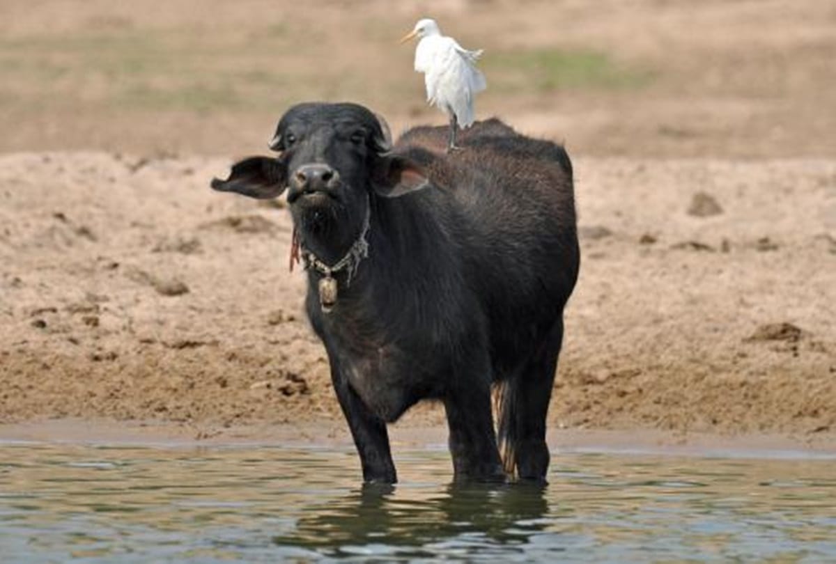 karnataka bengaluru buffalo saved woman from two goons who tried to rape her