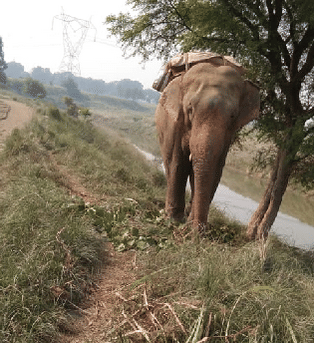 Elephant overturned tractor who killed Mahavat brother in lohta varanasi