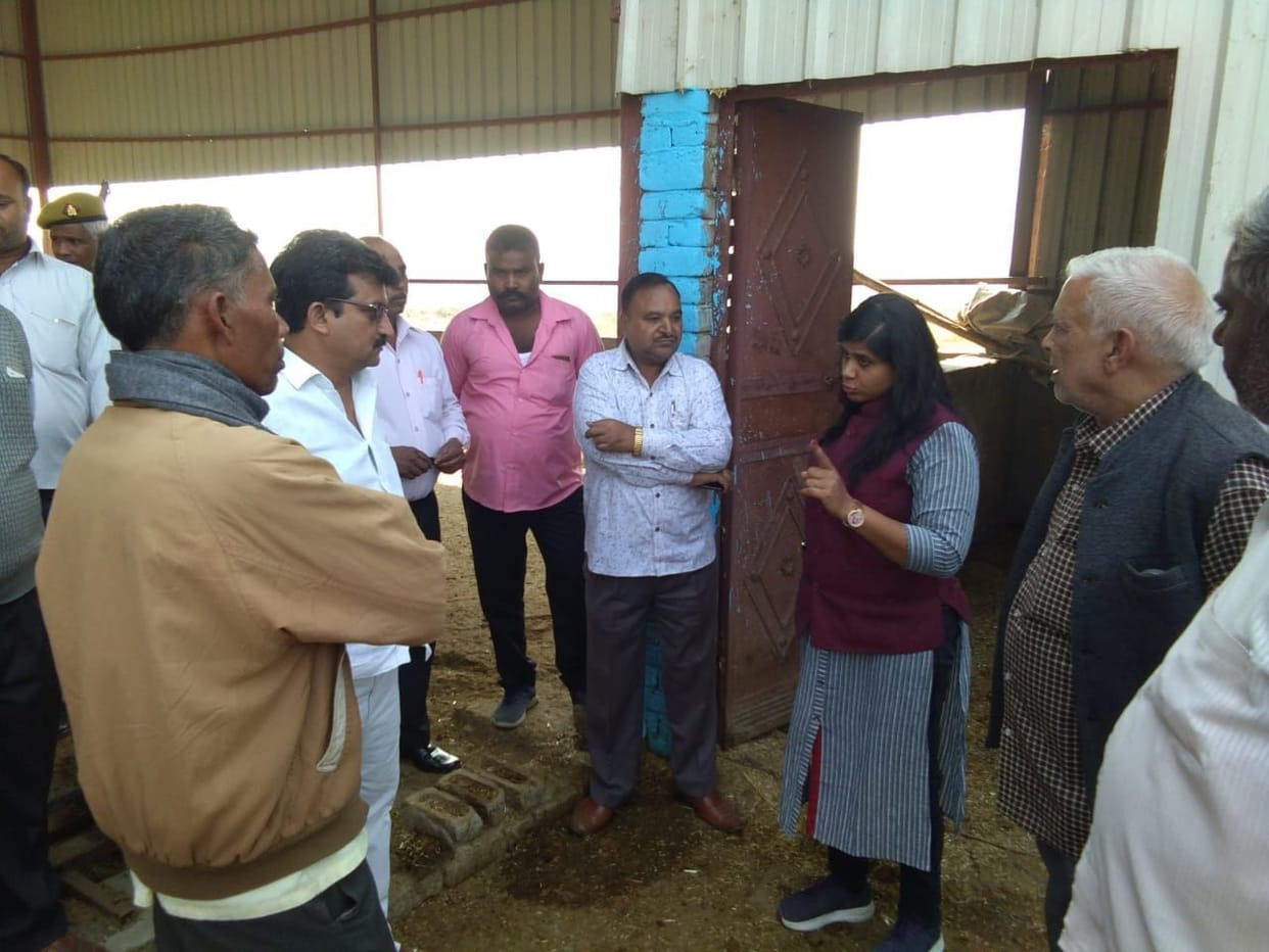 three cow died of hunger