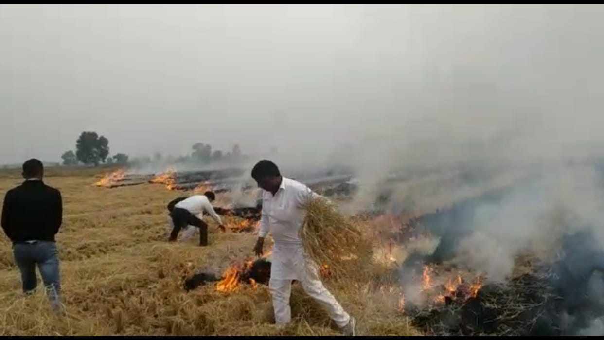parali burnt, notice for cancil the arm licence,  farmers arrest, parali, fatehabad