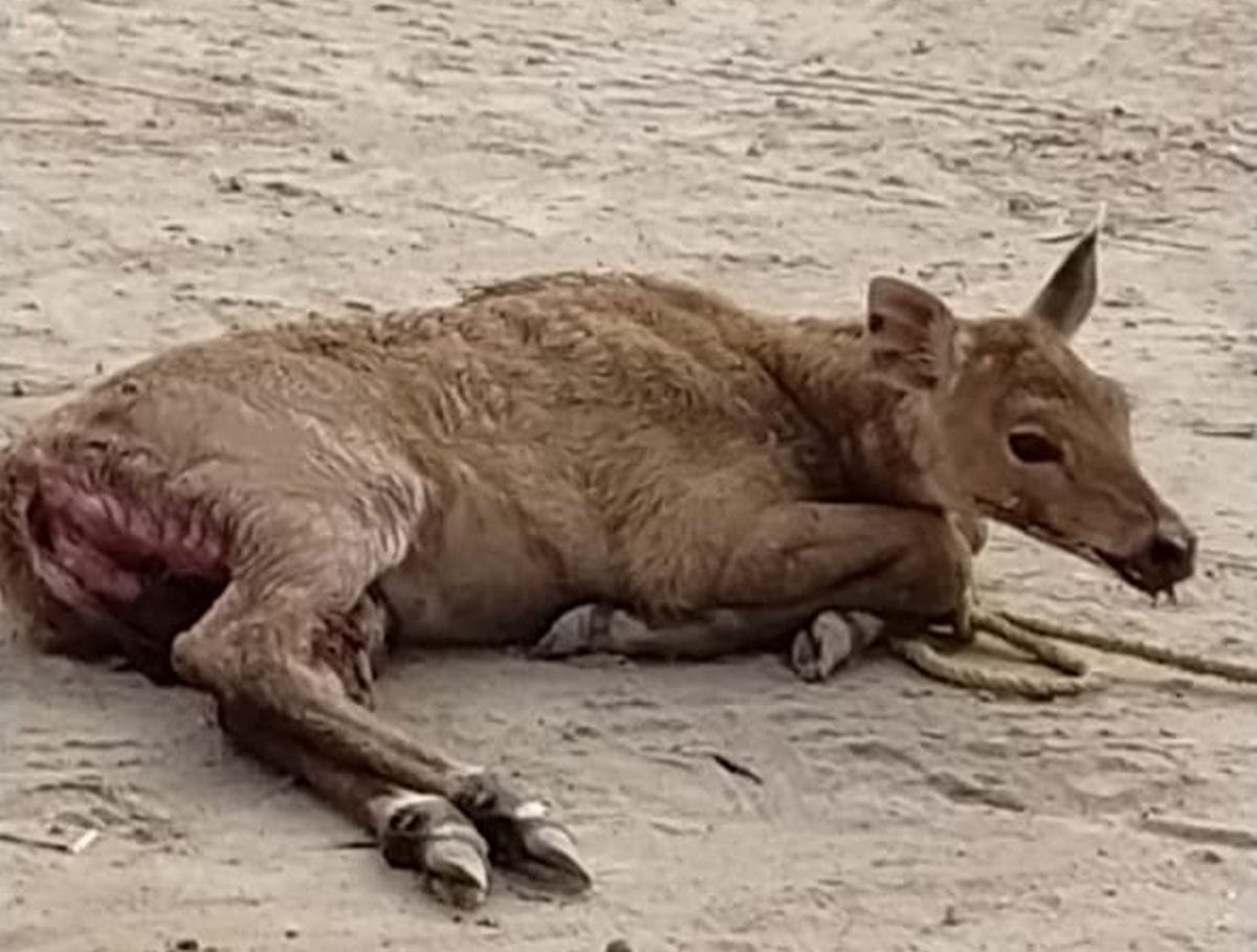 Reindeer wounded by dogs