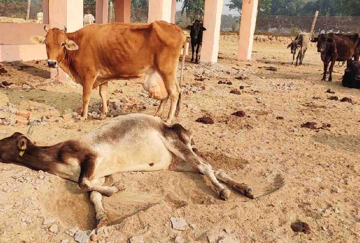 Auraiya: Carcasses of 12 cows found flowing in Bhognipur canal