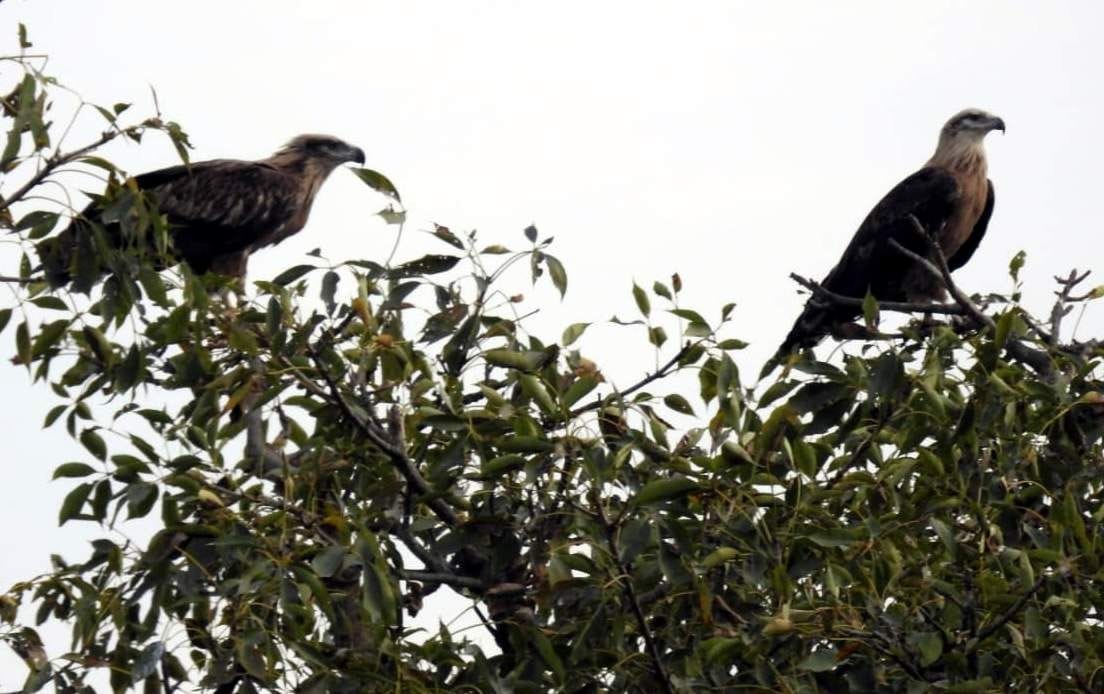 Pleasant: Plush Fish Eagle spotted as a couple after two years