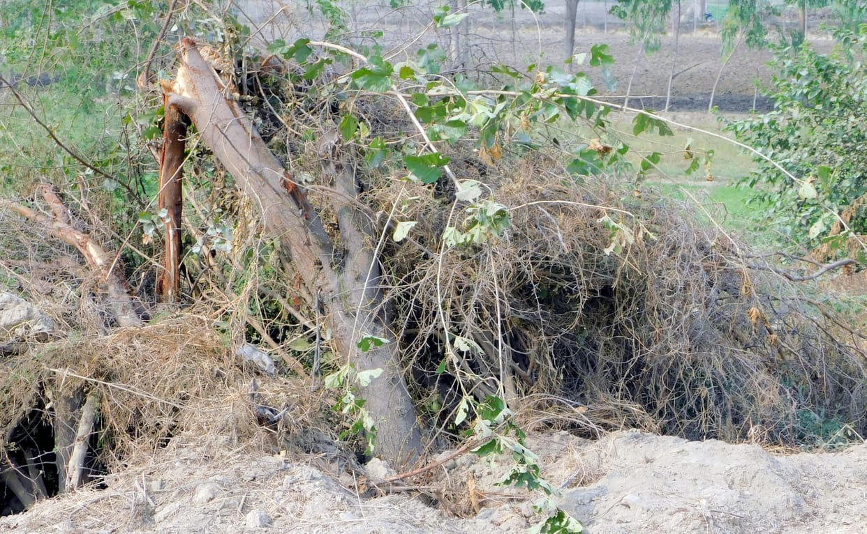 Hundreds of trees destroyed along the banks of Yamuna embankment