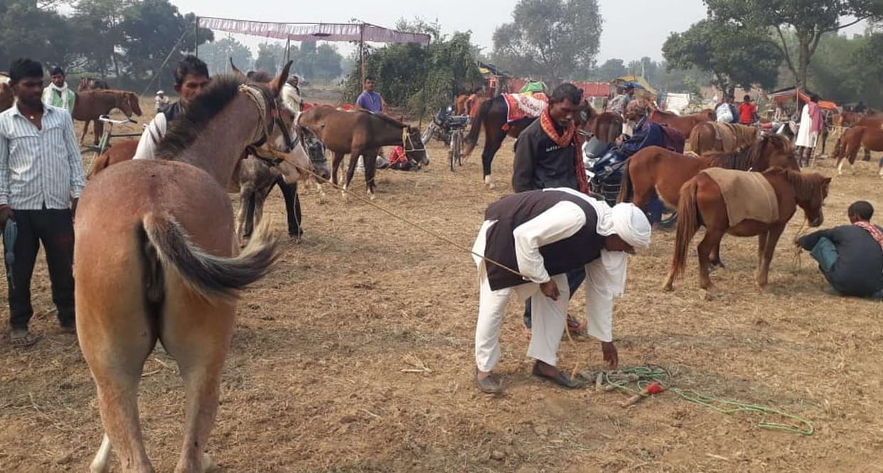 Survek Baba rises in Ashwa Mela, reaches far-flung Ashwak