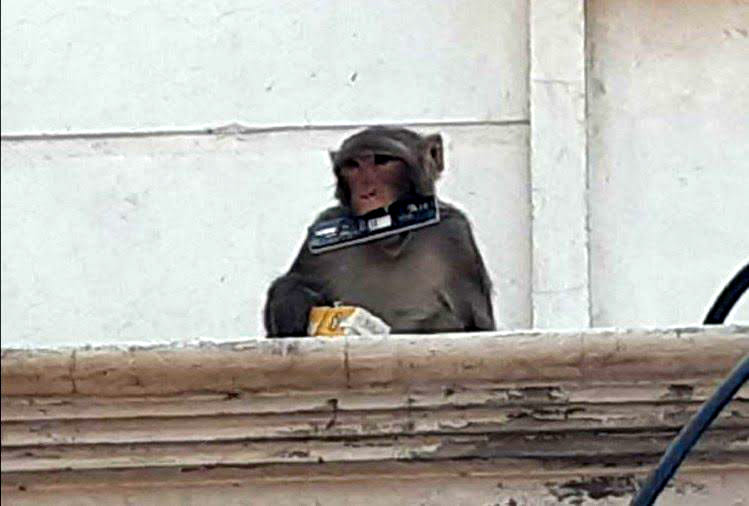 monkey problm in mathura and vrindavan