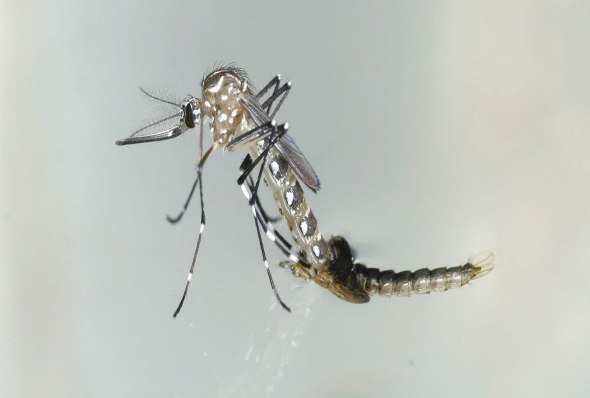 Dengue cases down due to Coronavirus in gorakhpur up