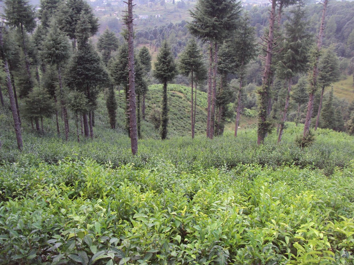 Tea tourism will be developed in silingtak