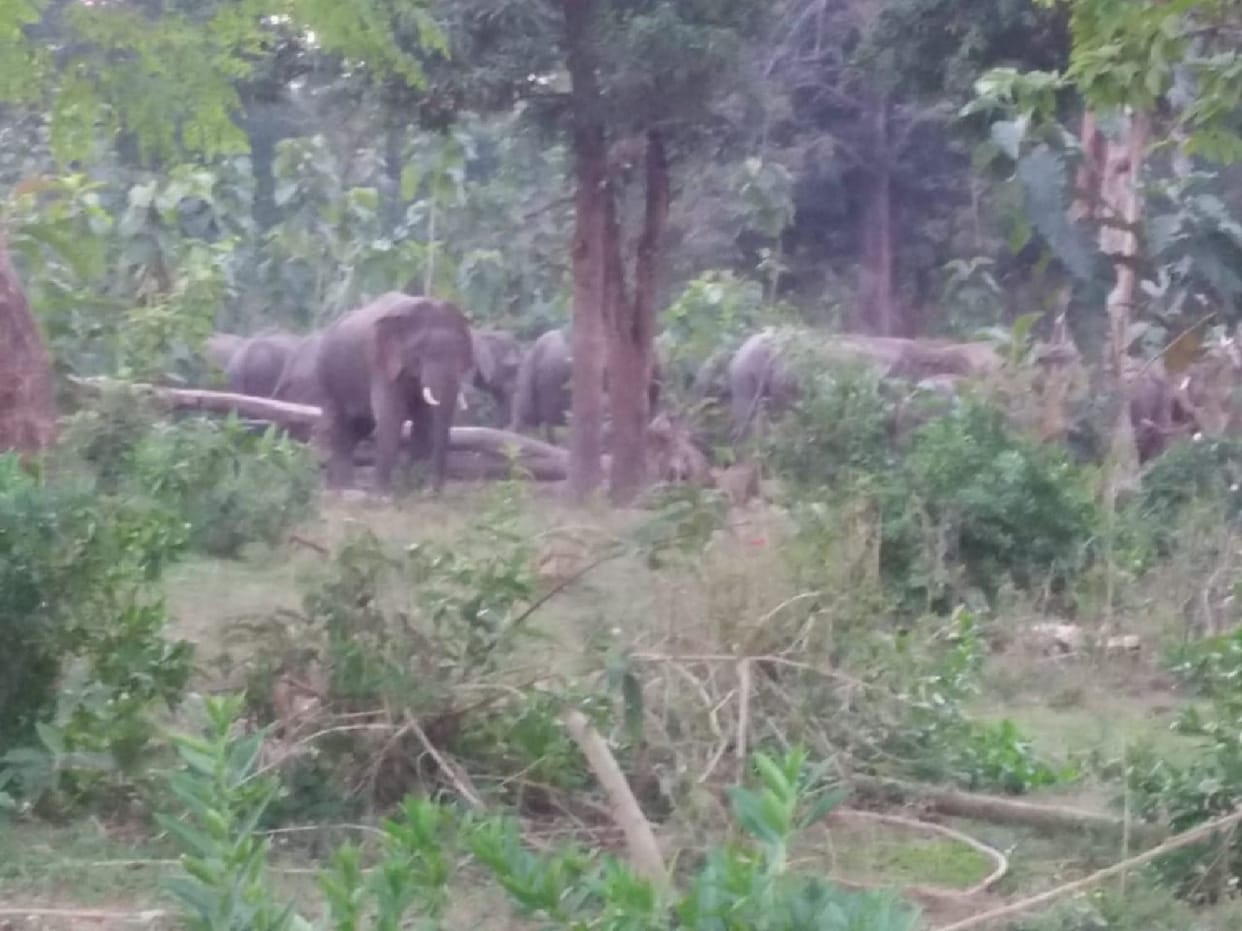 Nepali elephants in Katarnia forest, panic among people