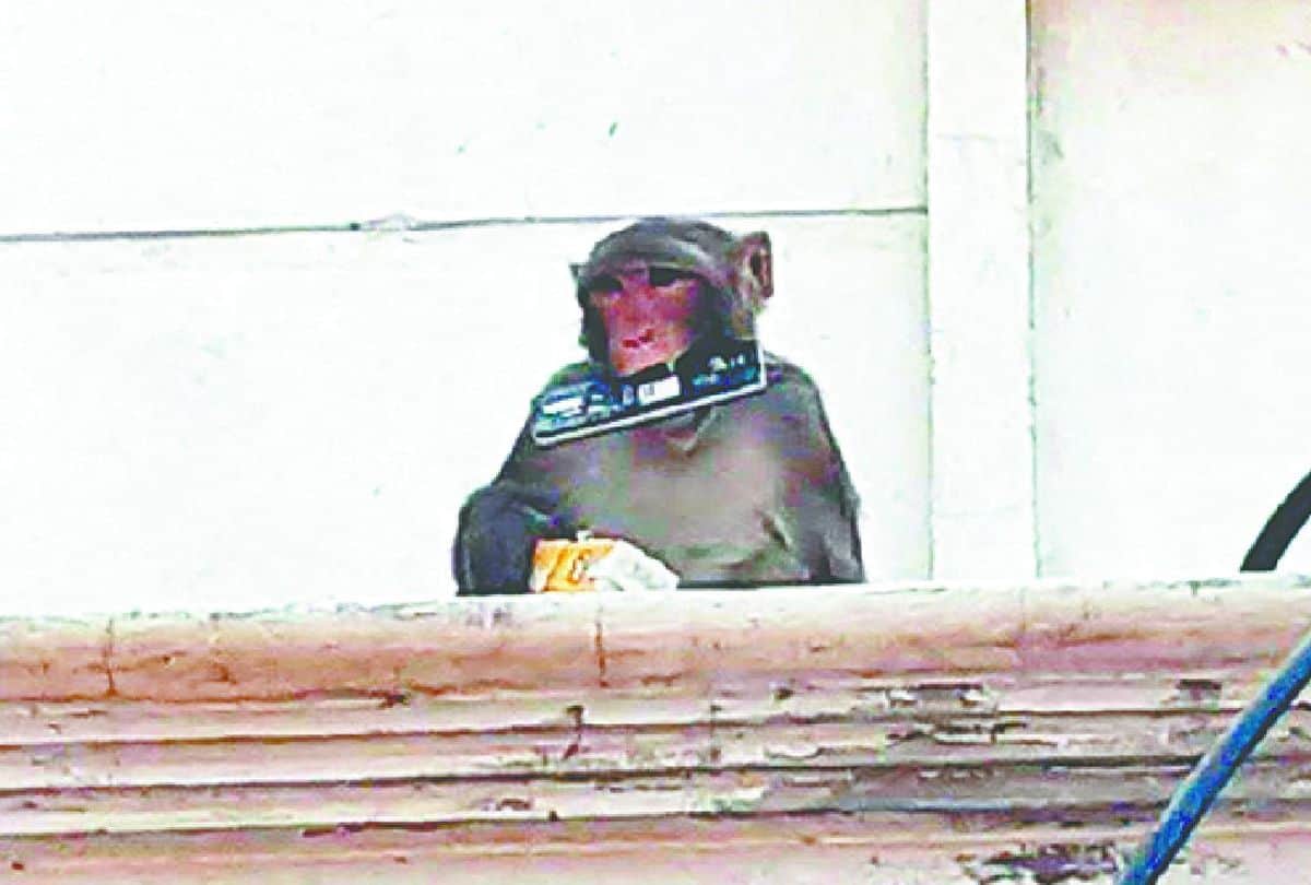 mathura mp hema malini raised monkey terror issue in loksabha
