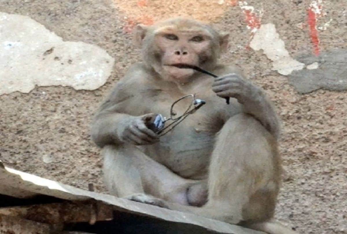 mathura mp hema malini raised monkey terror issue in loksabha
