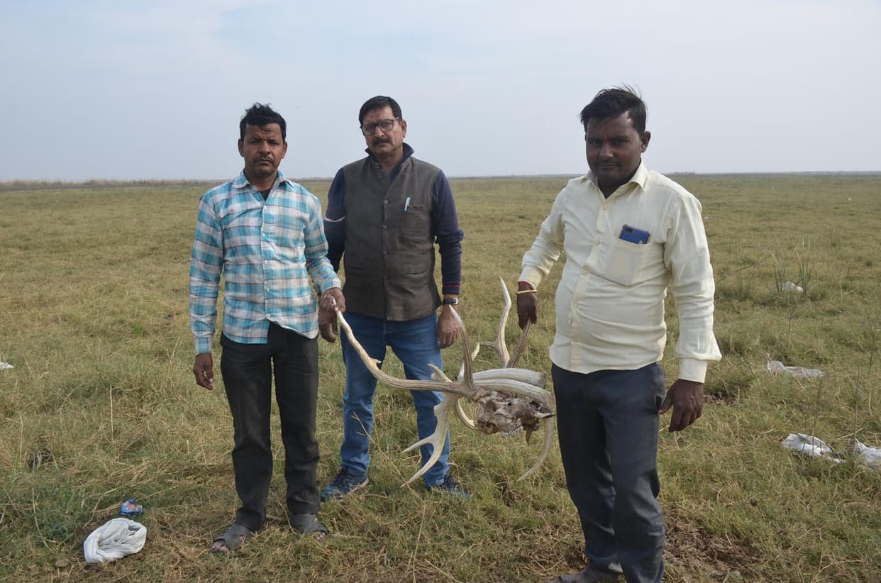 Forest department recovered remains of fauna