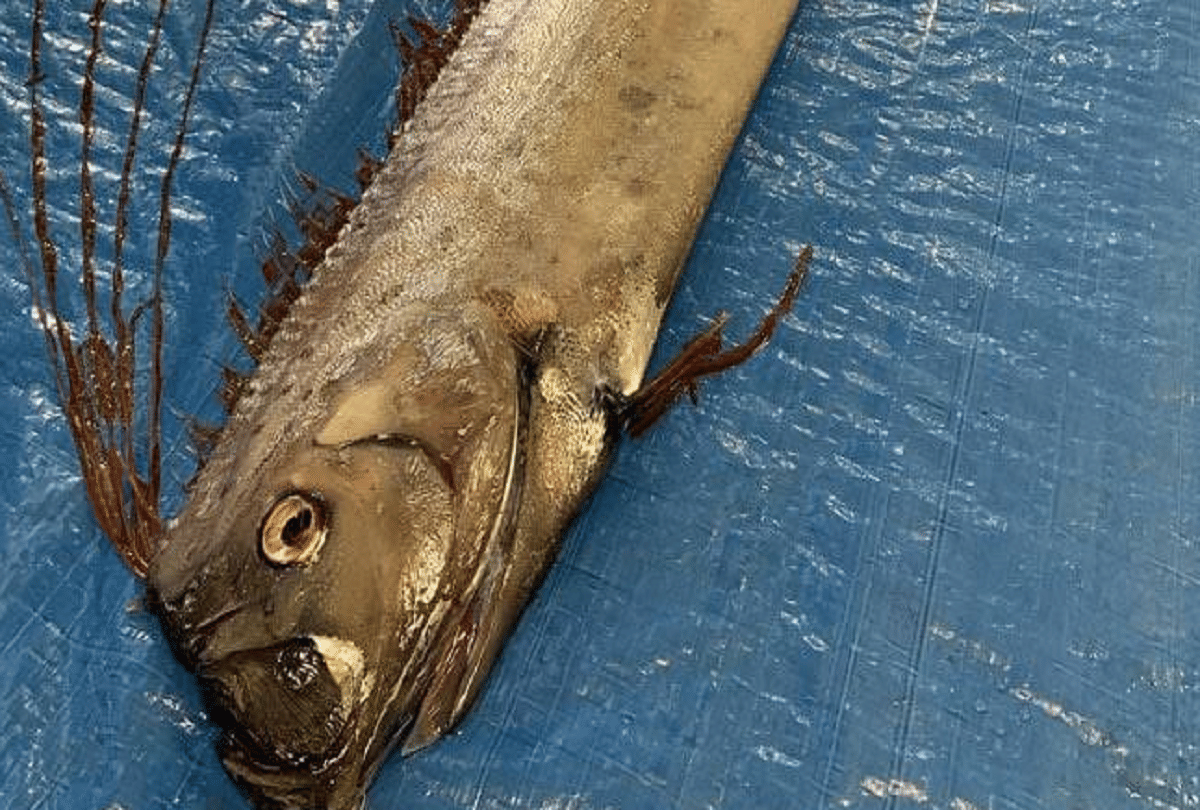 fisherman caught 18 kg jumbo bhetki fish from the ganges